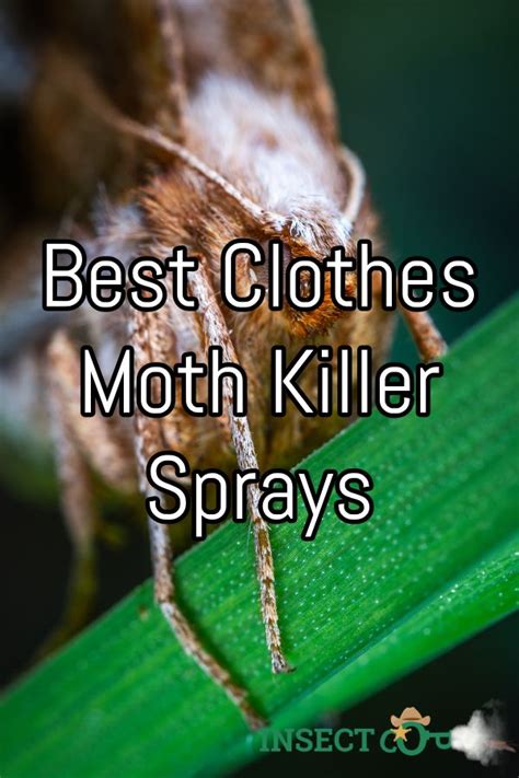 Magic Mesh Moth Killers: A Ratings Roundup